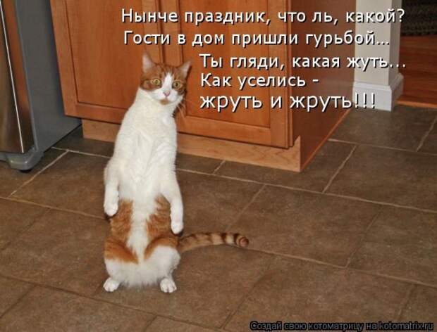 Лучшие котоматрицы недели (50 фото)