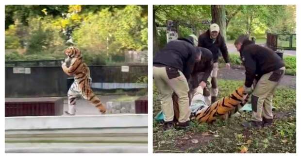 В Калининградском зоопарке прошли учения по поимке сбежавшего тигра