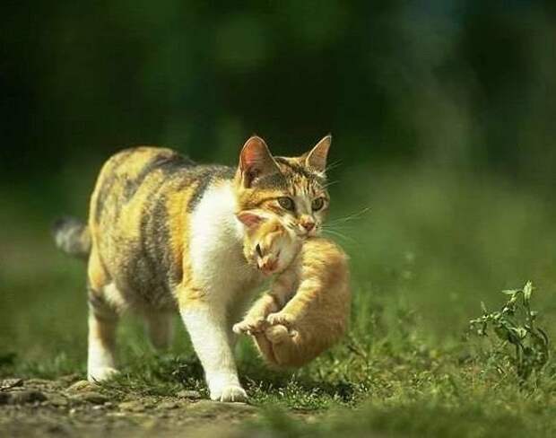 Это больше, чем просто фотография