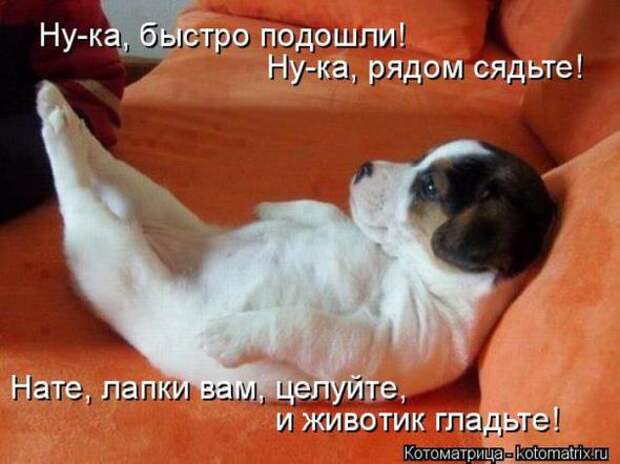 Котоматрицы(картинки с надписями)