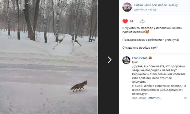 В Чукотском проезде заметили лису