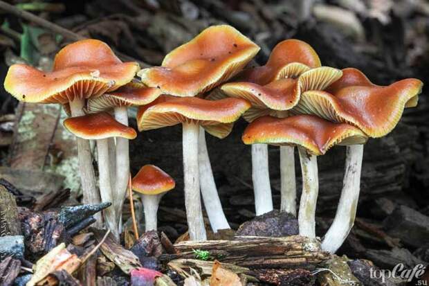 Псилоцибиновые грибы: Псилоцибе синеющая