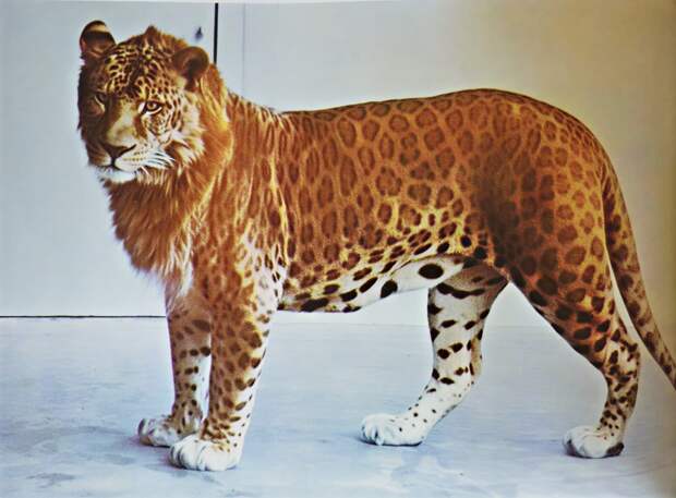 Осёл + кобыла = мул. Зебра + пони = зони. Лев + леопард = ?.. Угадайте все гибриды