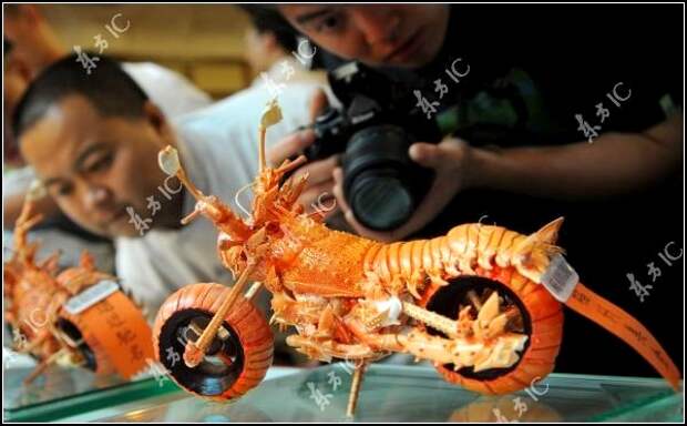 Мотоцикл, сделанный из вареных лобстеров. Food art от Huang Mingbo