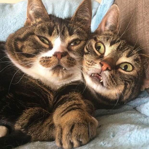 Без кота и жизнь не та