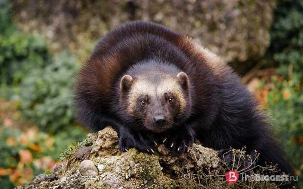 Список самых вонючих животных: Росомаха CC0