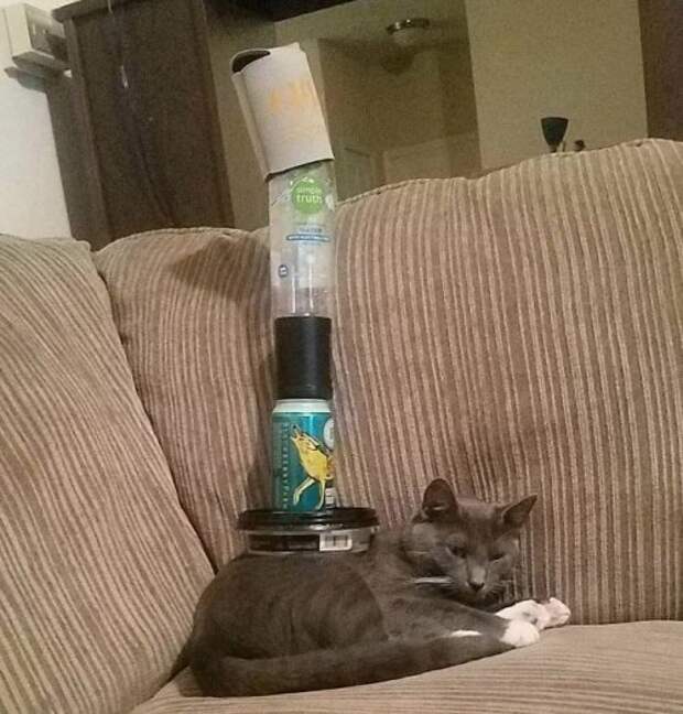 Кошки,постигшие дзен кошки, приколы, смешные кошки, юмор.
