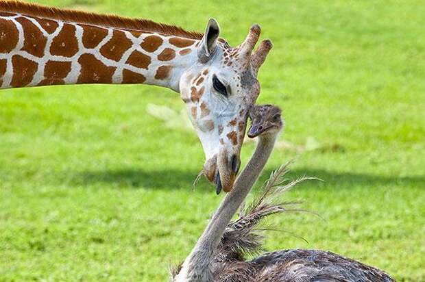 дружба животных жираф и страус
