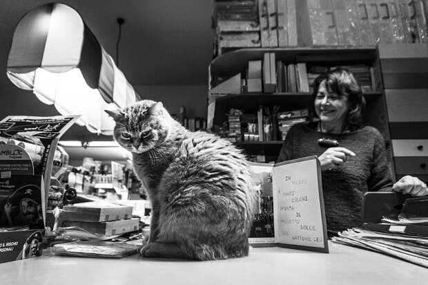Девушка снимает котов в привычном для них окружении, снимки получаются живыми и естественными. Девушка снимает котов в привычном для них окружении, снимки получаются живыми и естественными.