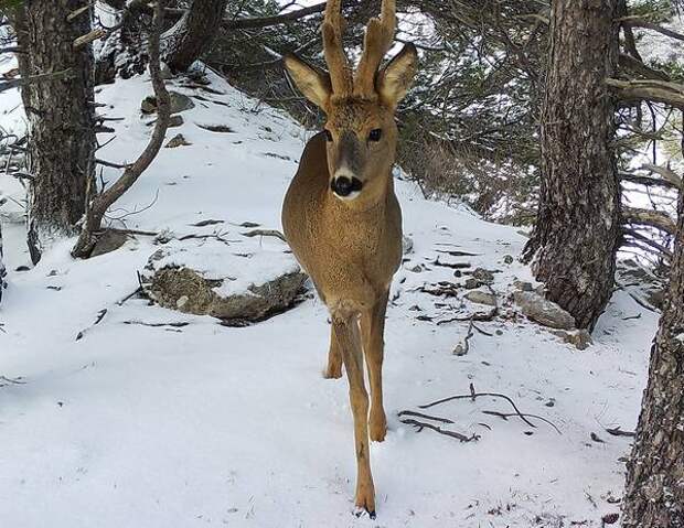 Европейская косуля зимой фото (Capreolus capreolus)
