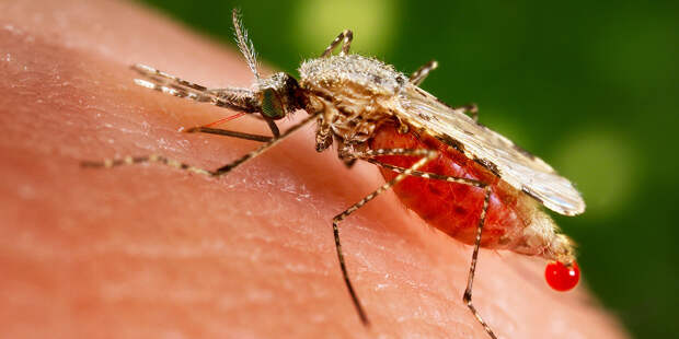 mosquito-ppcorn