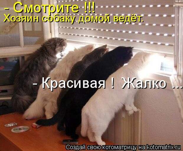 Котоматрица - Хозяин собаку домой ведёт. - Смотрите !!! - Красивая ! Жалко ...