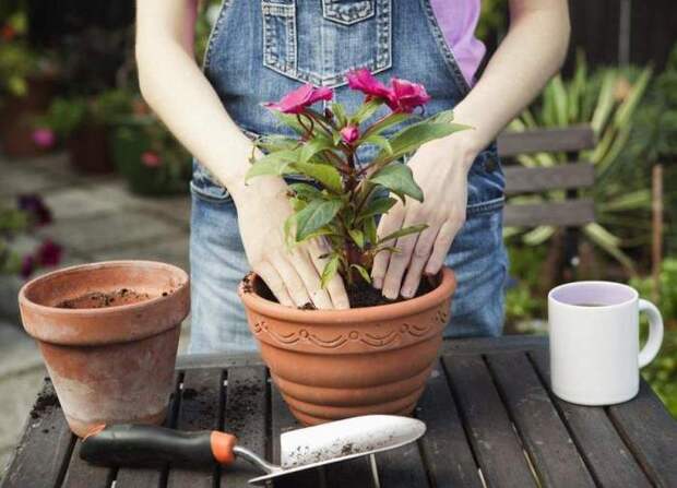 Далеко не всегда ее нужно делать. /Фото: gardenaddict.ru.