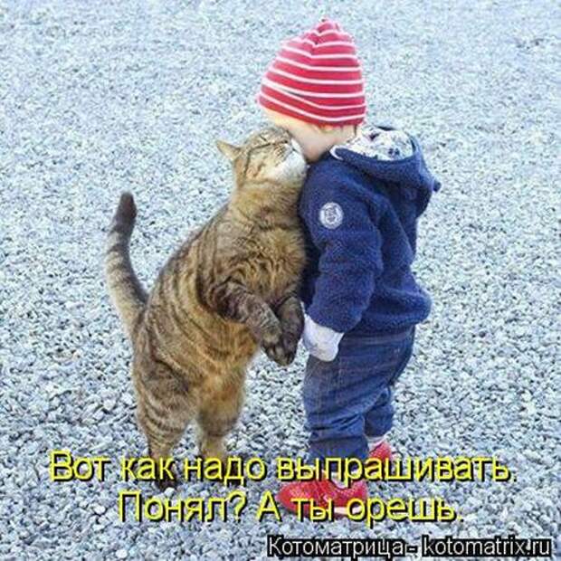 Котоматрицы(картинки с надписями)
