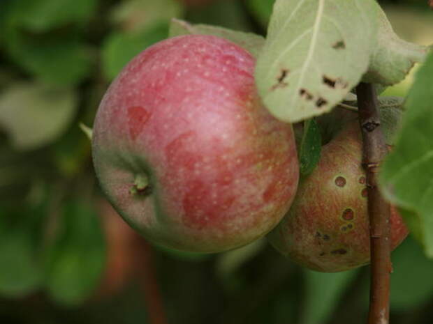 летние яблоки с некоторой кислинкой