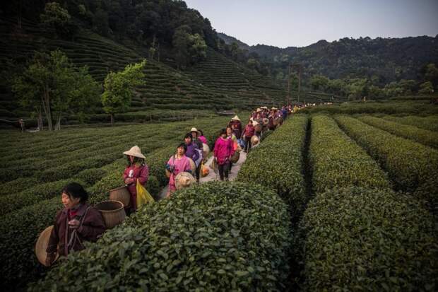 Где производят четвертую часть всего чая в мире