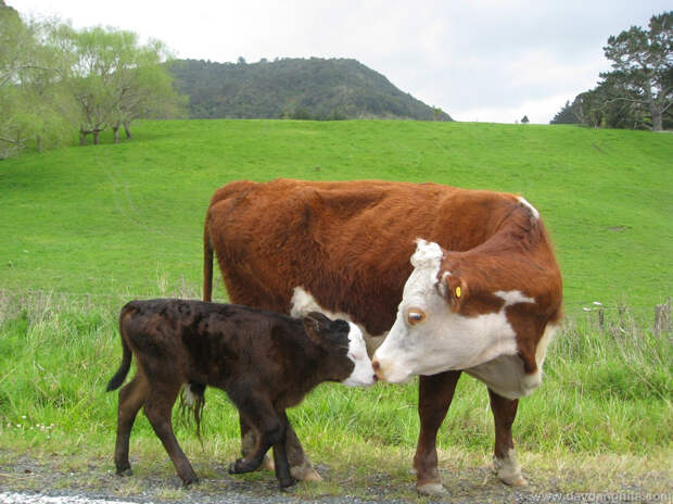 Kissing Animals