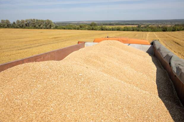 В Тульской области признаны недействительными декларации на 920 тонн зерна