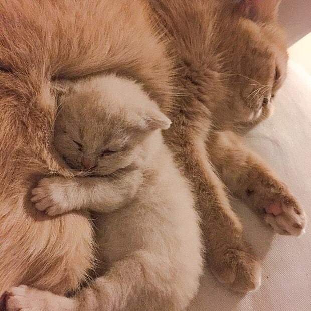 20 животных, которых так и распирает от родительской гордости