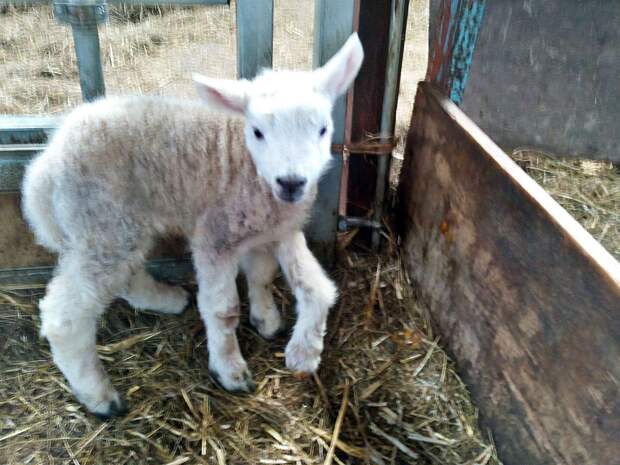 Jake the five-legged lamb born at Rhiwlas farm near Lake Vyrnwy, Llanwddyn, Powys