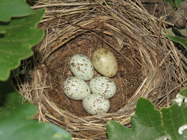 Пернатое зло: что происходит в гнезде, куда кукушка подбросила свое яйцо