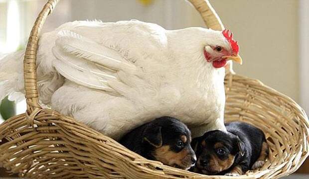 дружба животных щенки и курица