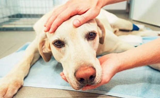 Vets Reveal What Pets Do Right Before Death, And It's A Must-Read For Every Pet Owner