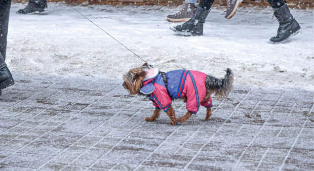 Как защитить питомца от переохлаждения во время зимних прогулок