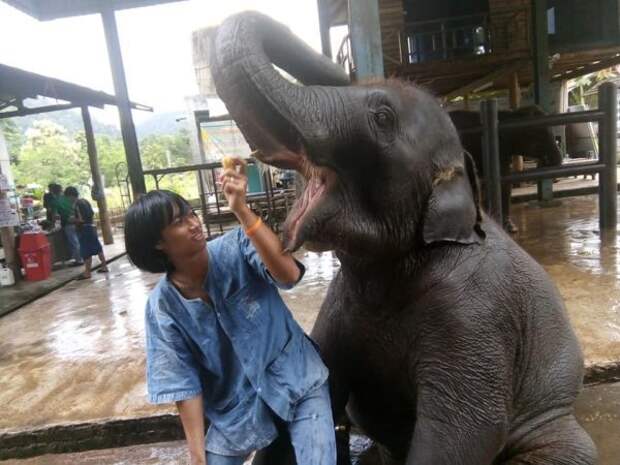 В Чианг Мае стартует школа Mahout