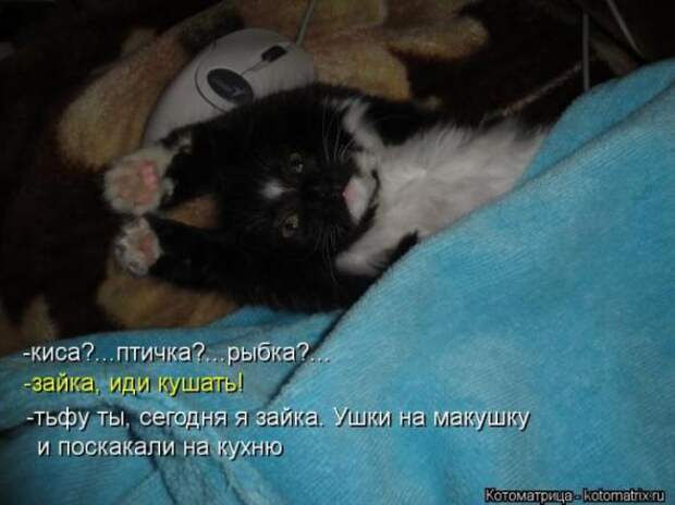 Котоматрицы (картинки с подписями)