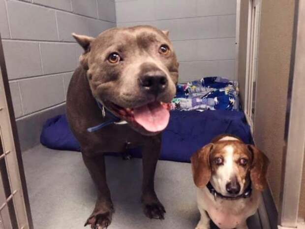 The-exciting-story-of-a-pit-bull-who-does-not-abandon-the-blind-dog-5aea2cf84fce0__700