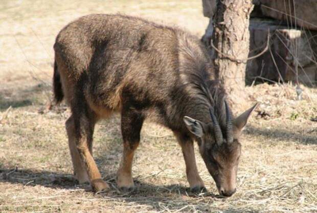 Гималайский козел: описание, распространение, размножение