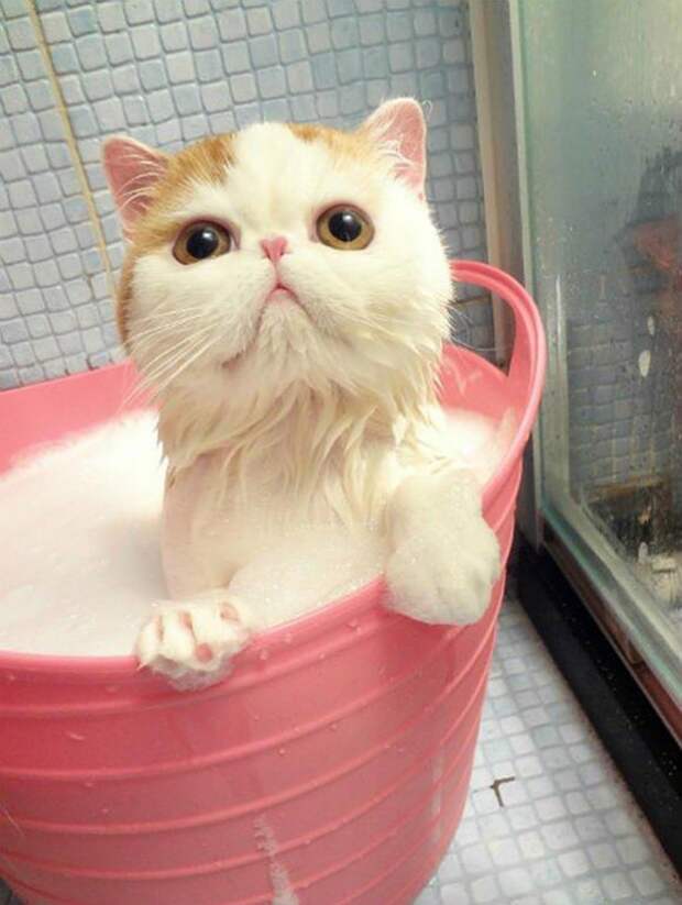 15 купающихся зверей, которые обязательно заставят вас улыбнуться