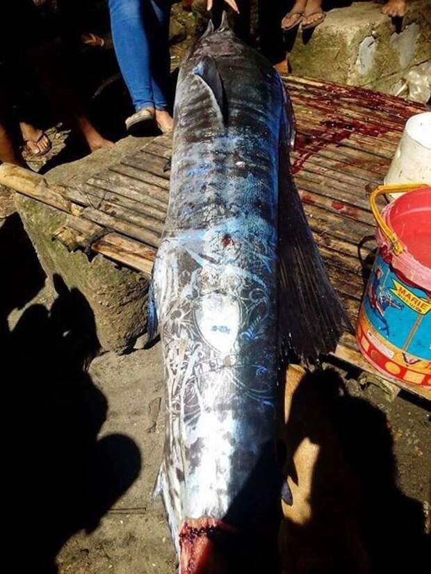 На Филиппинах выловили «татуированную» рыбу и никто не знает, откуда взялись эти рисунки рыба, тату