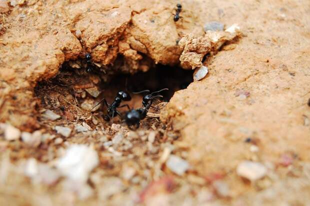 Древнейшие насекомые на Земле: 10 интересных фактов о муравьях