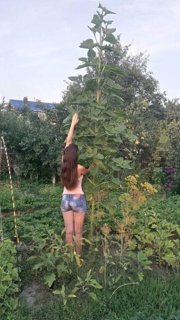 Обязательно сажайте подсолнухи