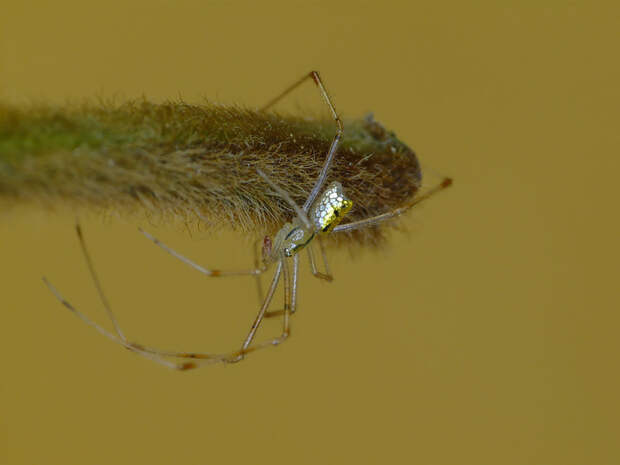 mirror-spider-thwaitesia-argentiopunctata-6