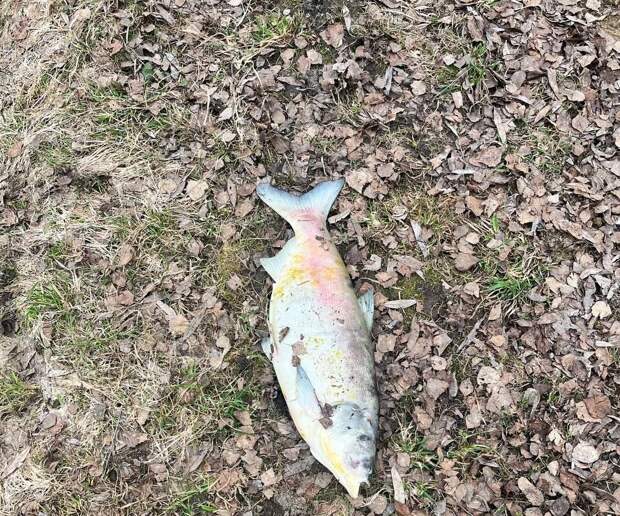 Жители поселка в Новой Москве пожаловались на ужасный запах из-за возможного ЧП