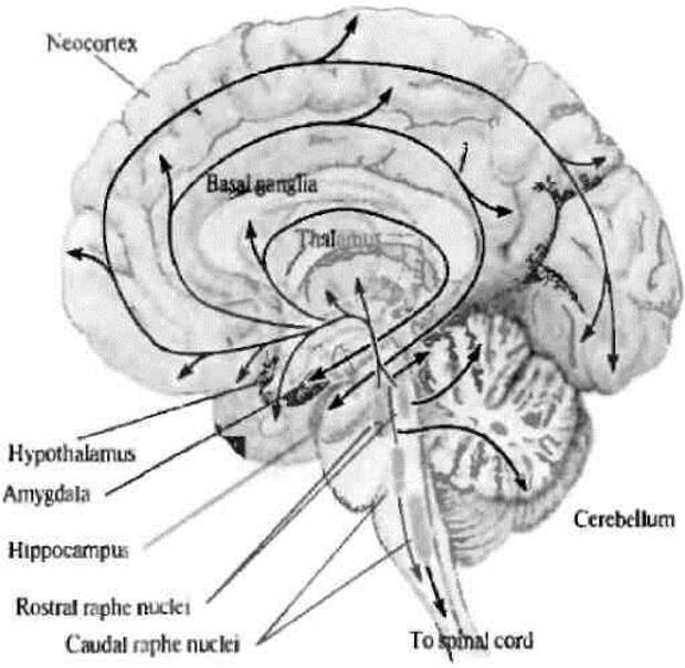 Рис. 1. Серотонинергические пути в мозге человека (Дж.Г. Николлс и др., 2008) [2]
