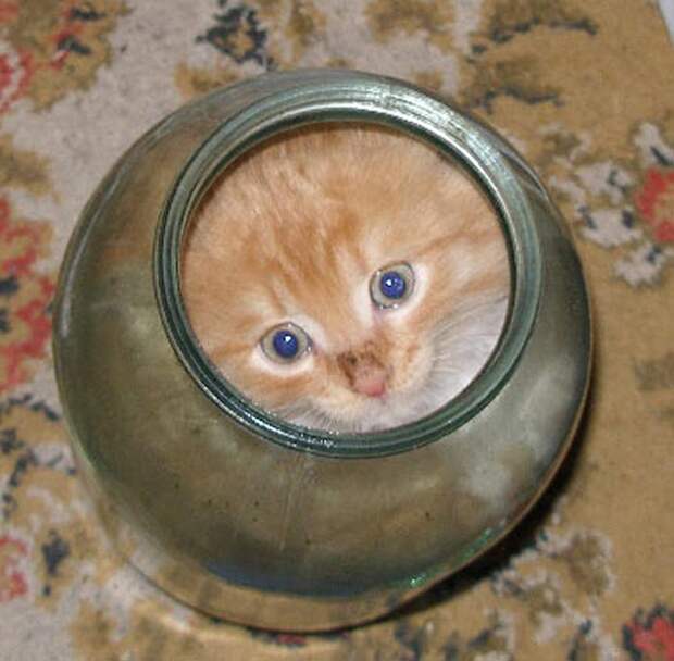 1314365916_relax2 1314365916 relax2 Кошки это жидкость, есть доказательства
