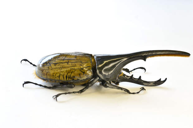 Жук-геркулес. Самцы этого вида имеют непомерно большой рог. (Smithsonian Institution-NMNH-Insect Zoo)