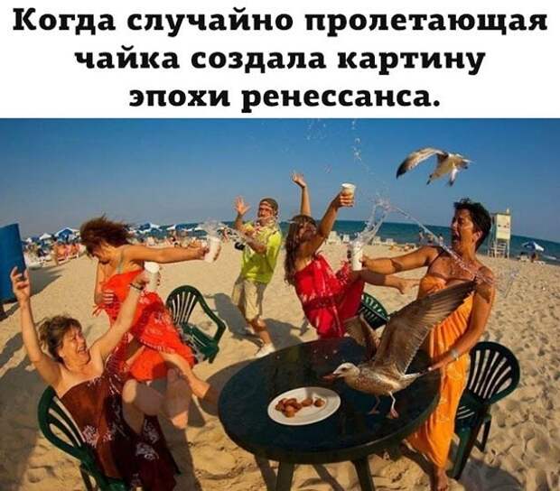 чайка чайка
