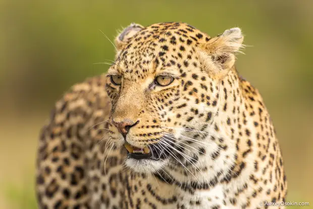 Leopard_lerean_poly_ao. oct.2015-49.jpg
