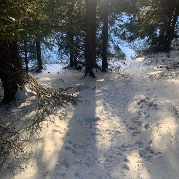 Зимний лес в Карпатах