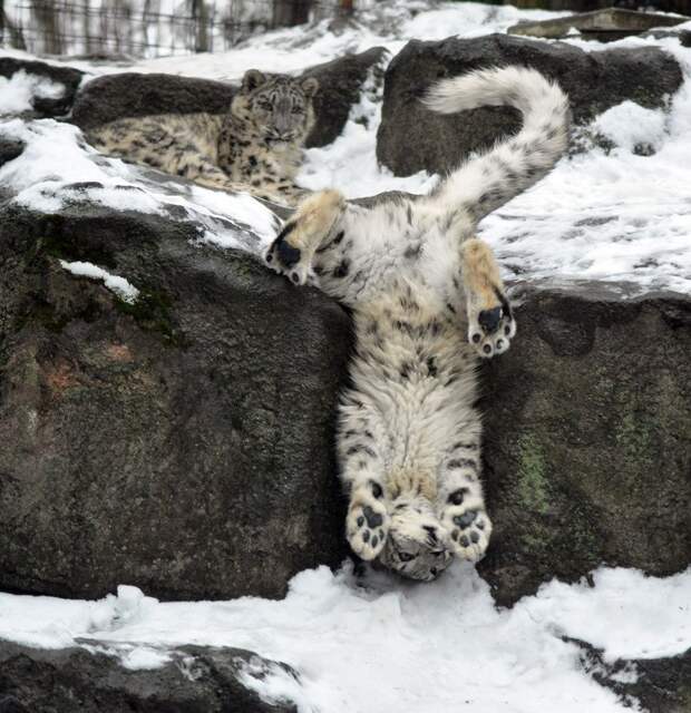 Смешные и забавные животные