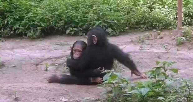 Спасенный от браконьеров маленький шимпанзе вновь научился дружбе Браконьеры, Счастливый конец, дружба, животные, зоозащитники, обезьяны, спасение, шимпанзе