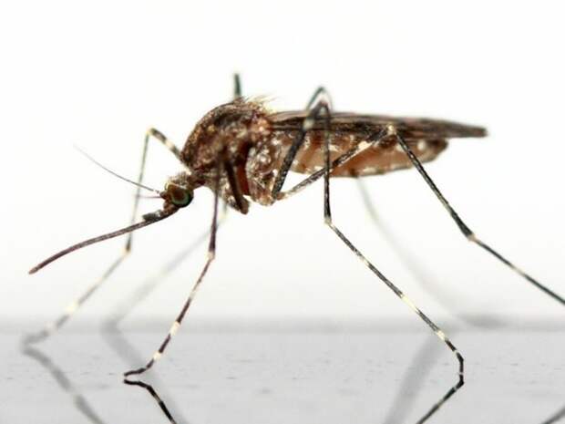 Комары могут исчезнуть в Москве из-за аномально теплой зимы