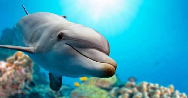 Оказалось, что дельфины занимаются самолечением с помощью кораллов