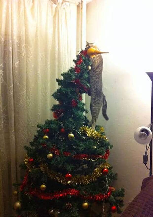 кот висит на елке