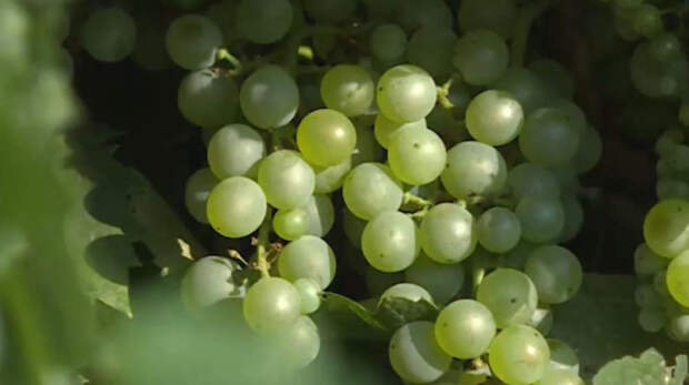 Весенние заморозки повредили десятки гектаров крымских виноградников